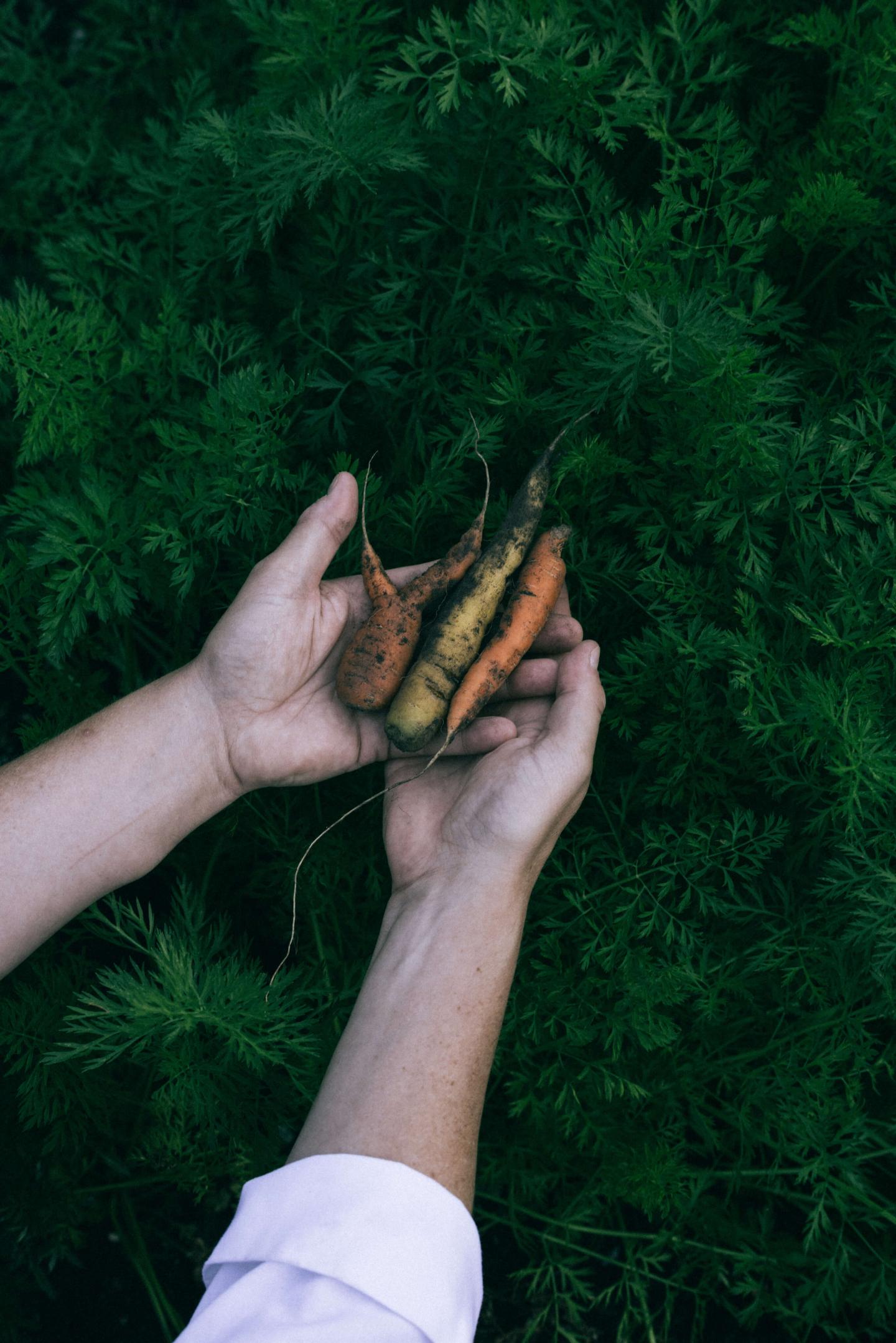 Hands holding small, colorful carrots against green foliage.