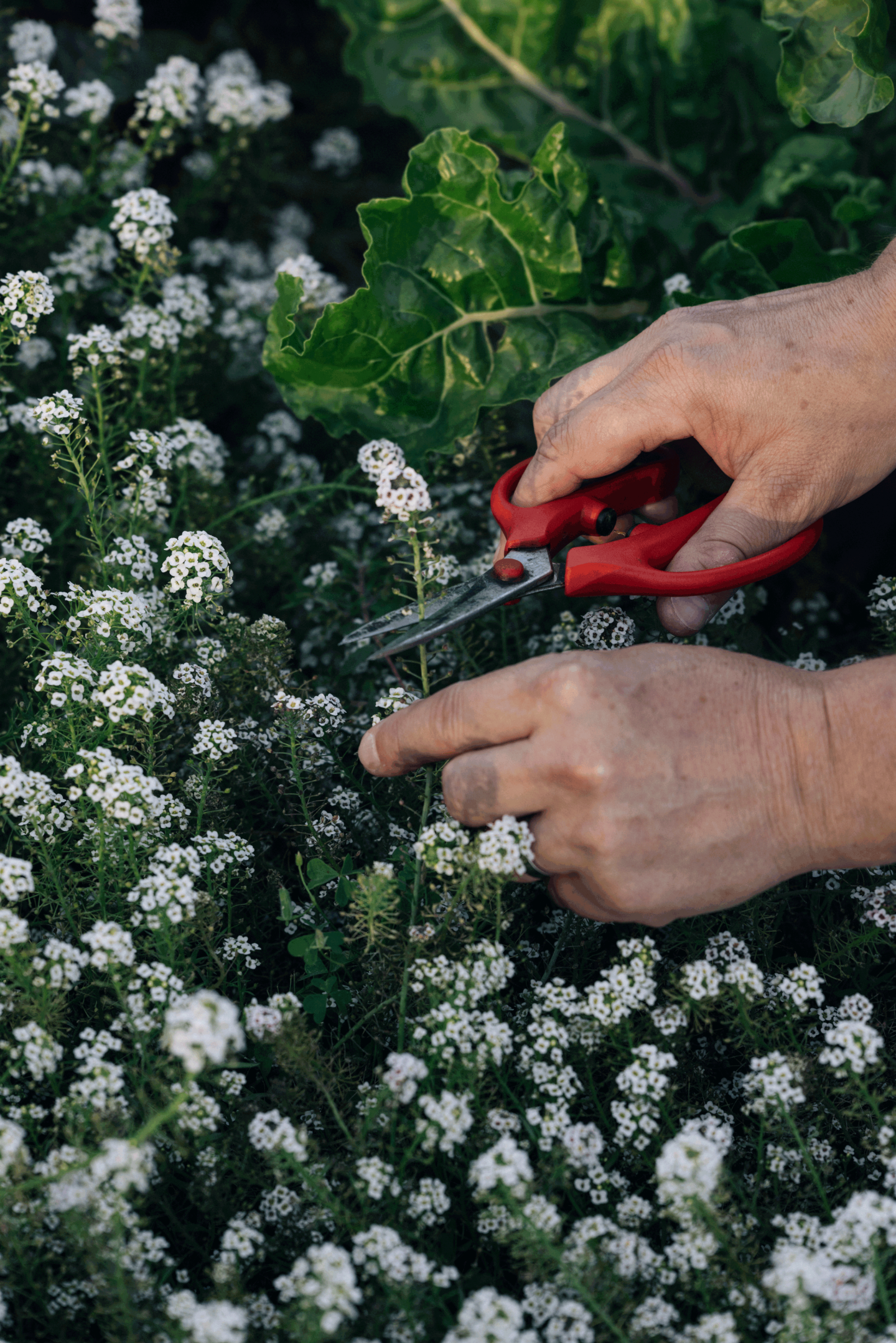 Hands pruning white flowers with red shears in a garden.