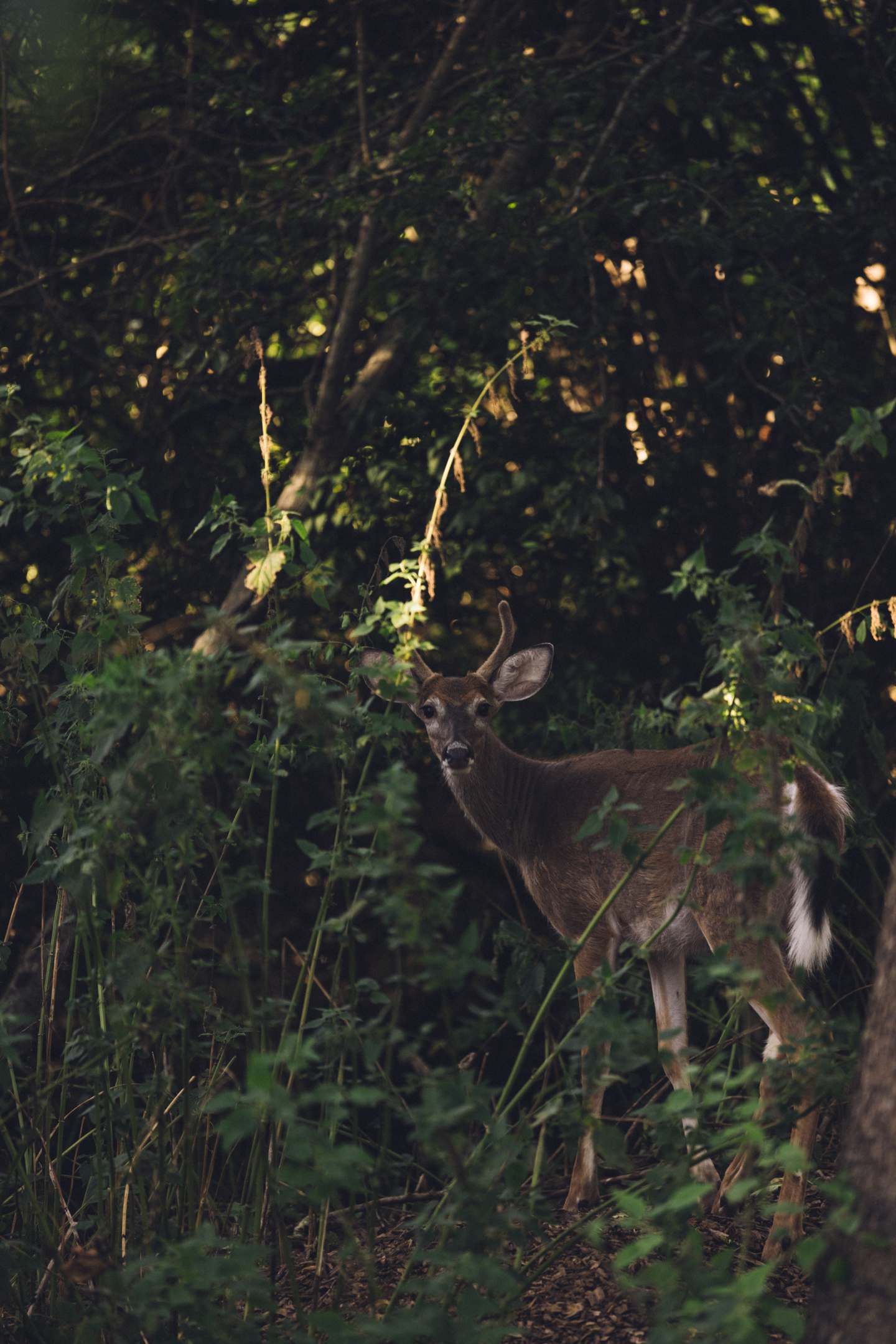 Deer standing in a forest, surrounded by greenery and dappled sunlight.