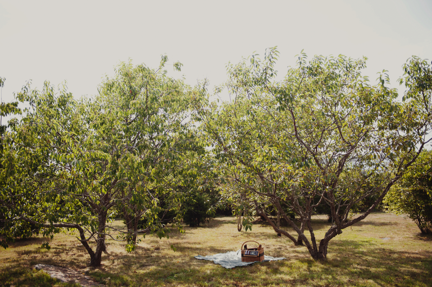 Picnic setup on blanket under trees in a sunny park.