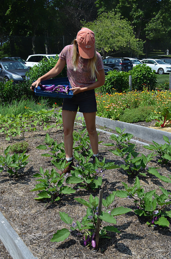 Woman harvesting vegetables in a garden under the sun.