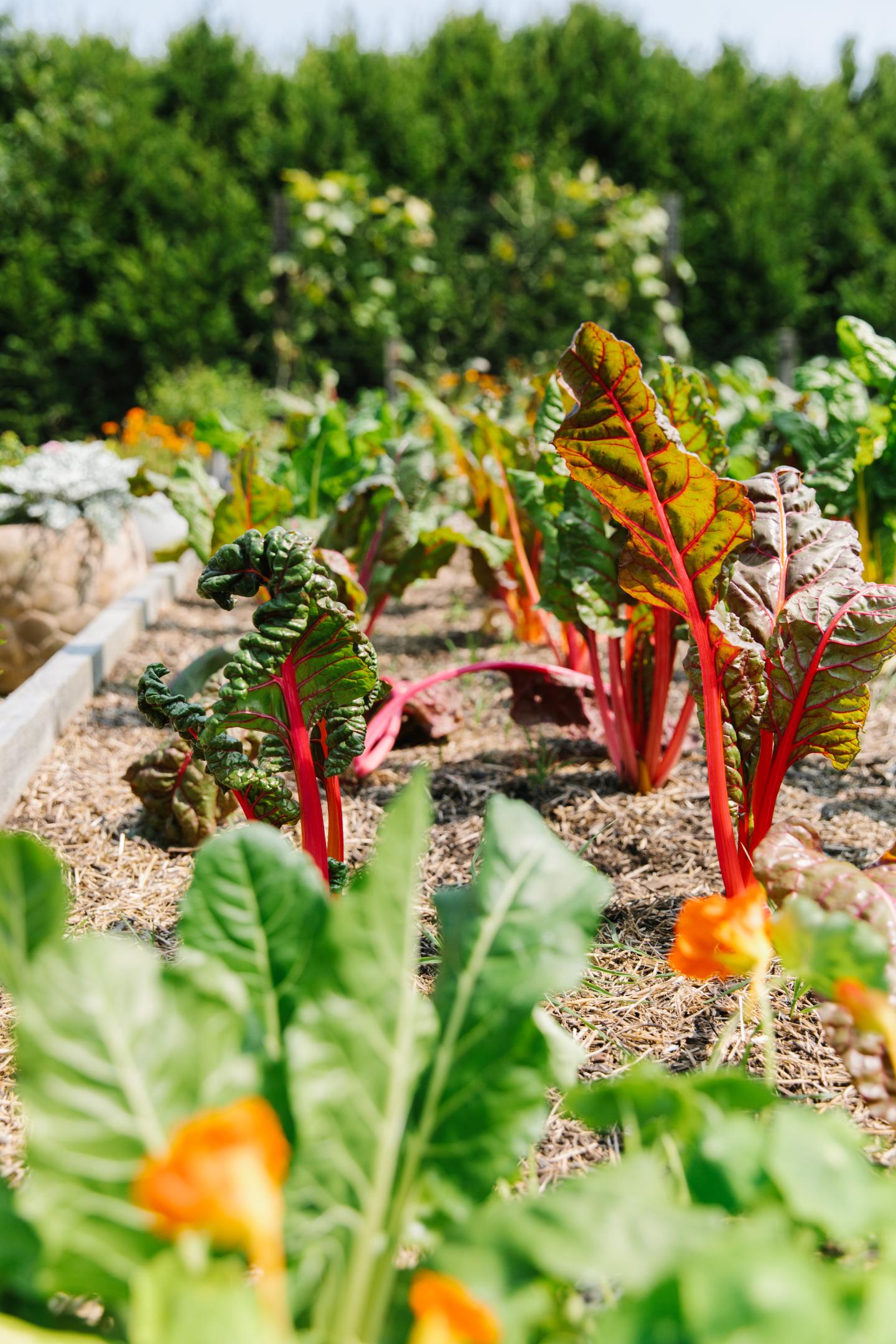 Garden with vibrant Swiss chard and orange flowers, under a sunny sky.