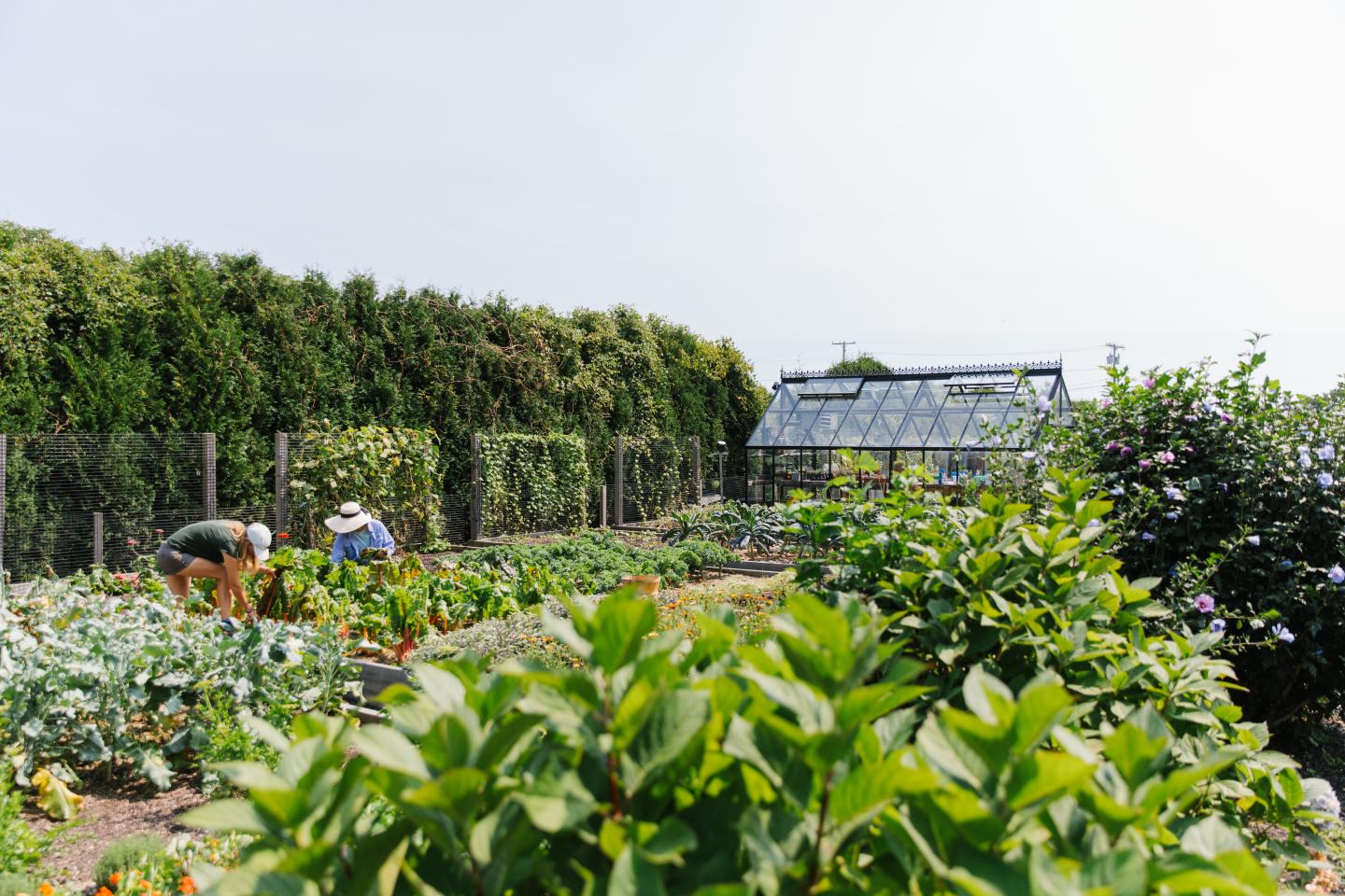 Two people gardening in a lush garden with a greenhouse in the background.