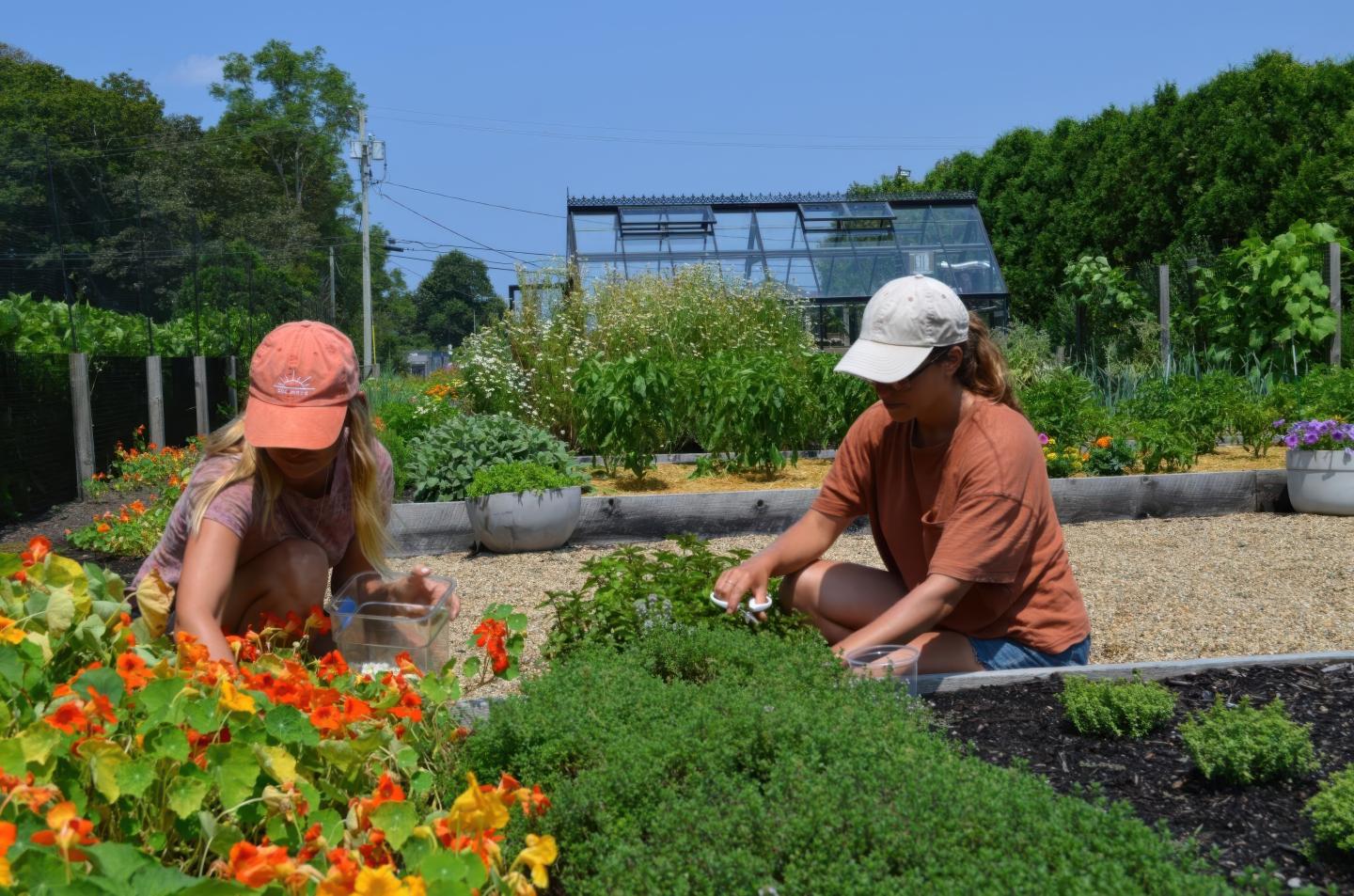 Two people gardening in a sunny garden, surrounded by flowers and greenery.