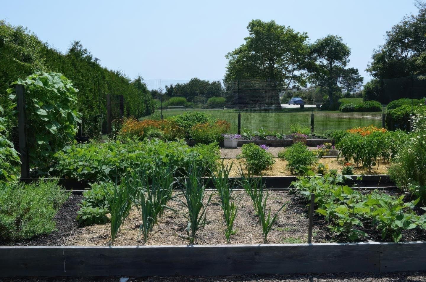 Vegetable garden with rows of green plants and trees in the background.