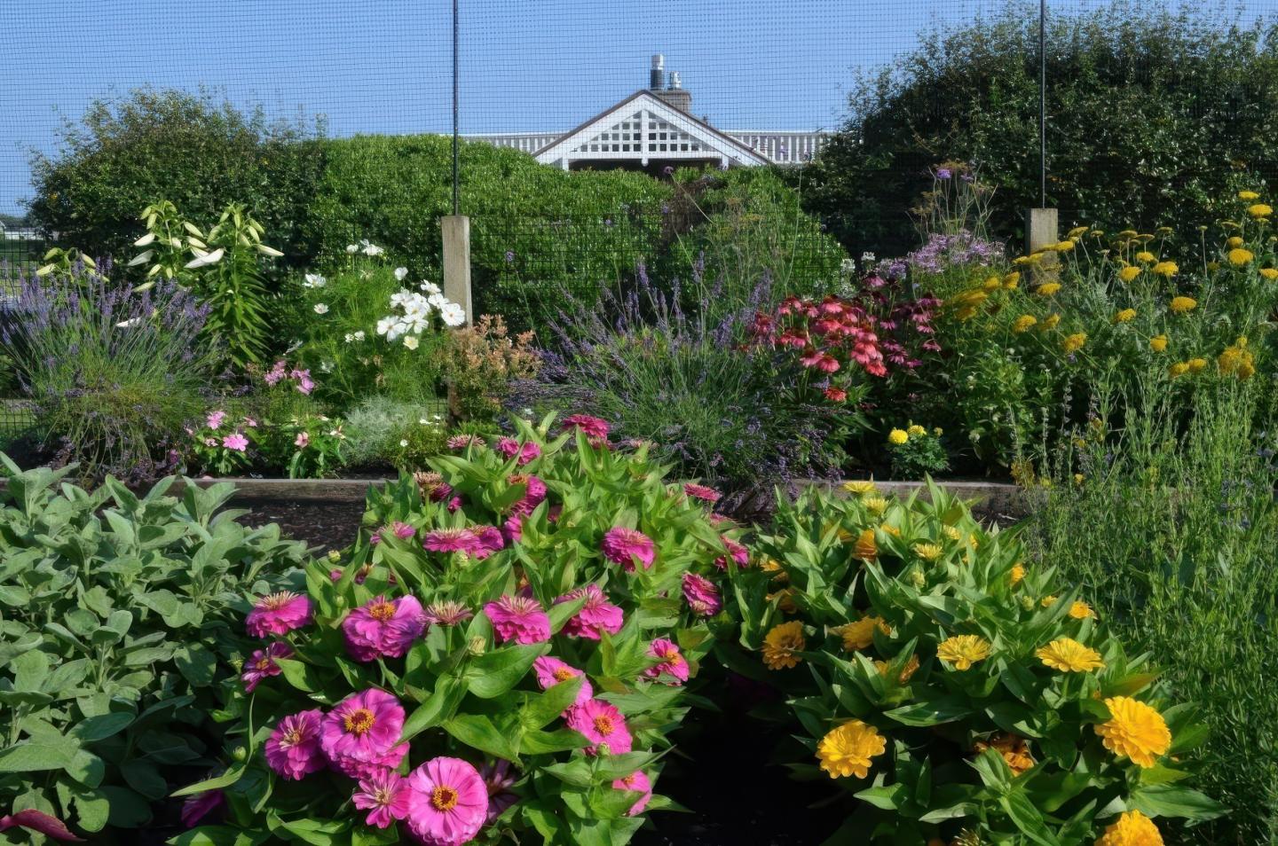 Colorful garden with pink, yellow, and white flowers under a clear blue sky.