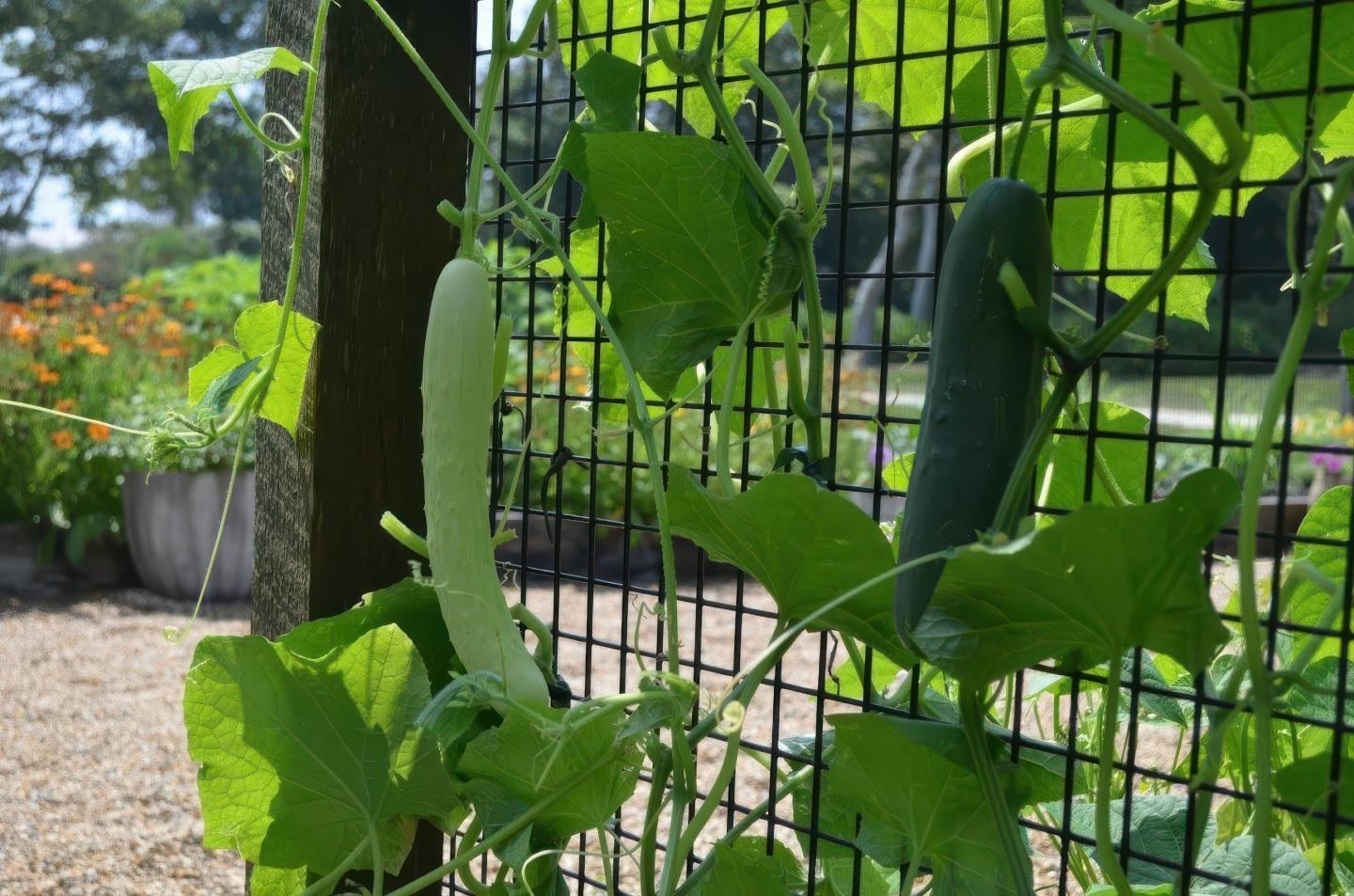 Cucumbers growing on a trellis in a sunny garden.