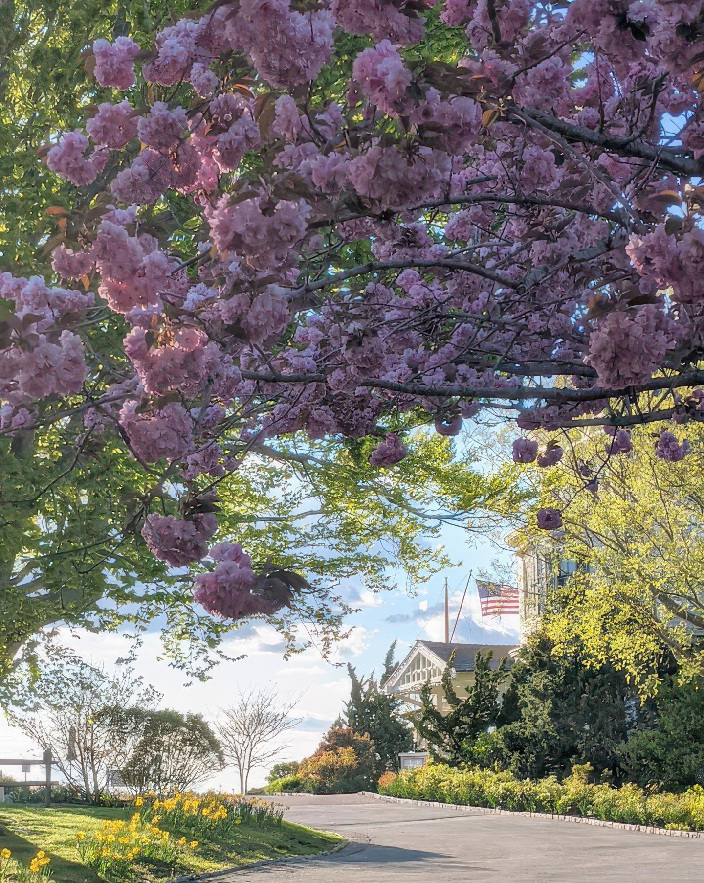 Cherry blossoms overhanging a path, with a house and trees in the background.