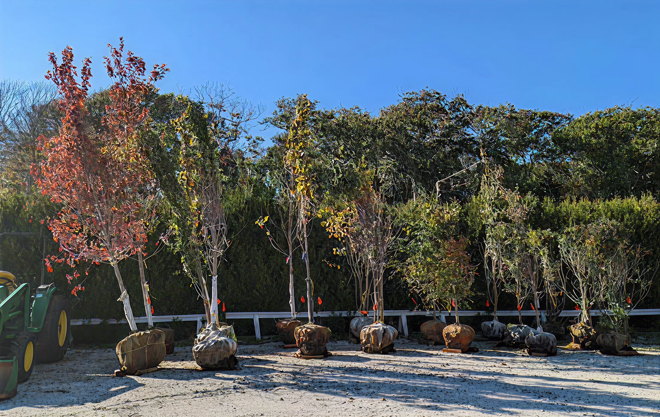 Potted trees lined up under a clear blue sky.