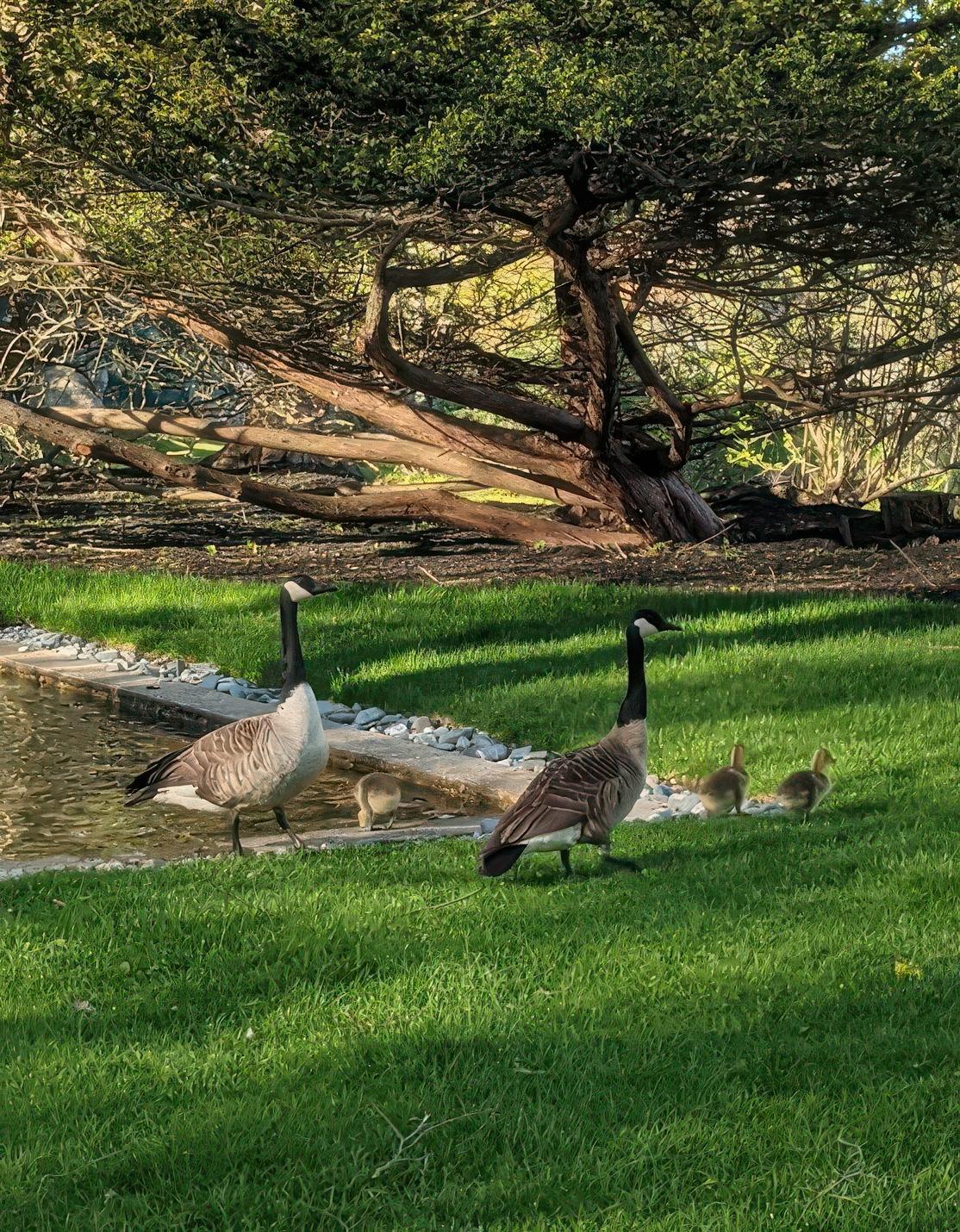 Geese with goslings near a pond, surrounded by lush green grass and trees.