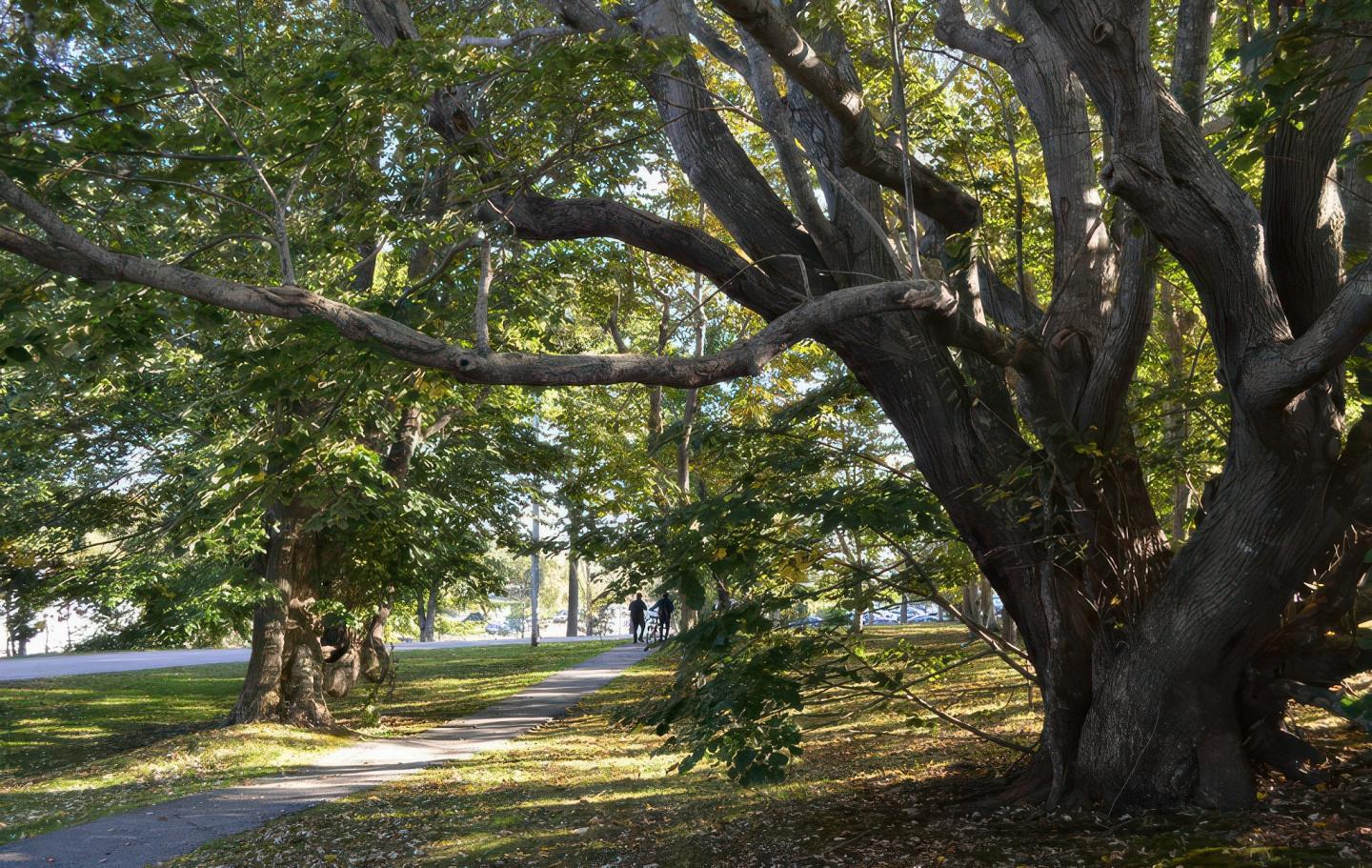 A large tree with sprawling branches shades a grassy path in a park.