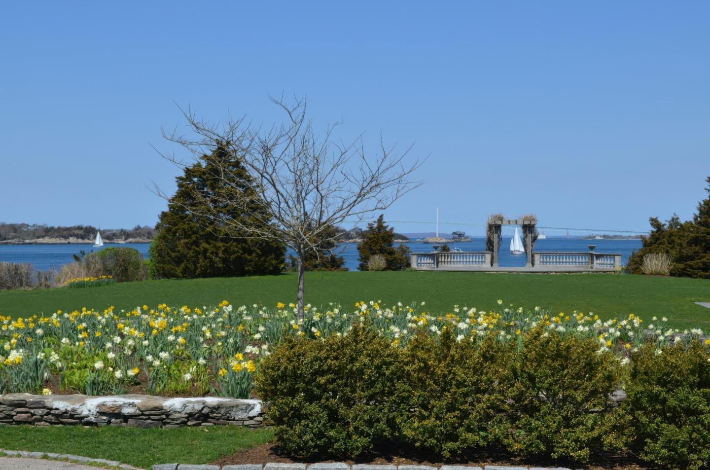 Park with daffodils, trees, and a view of the sea under a clear blue sky.