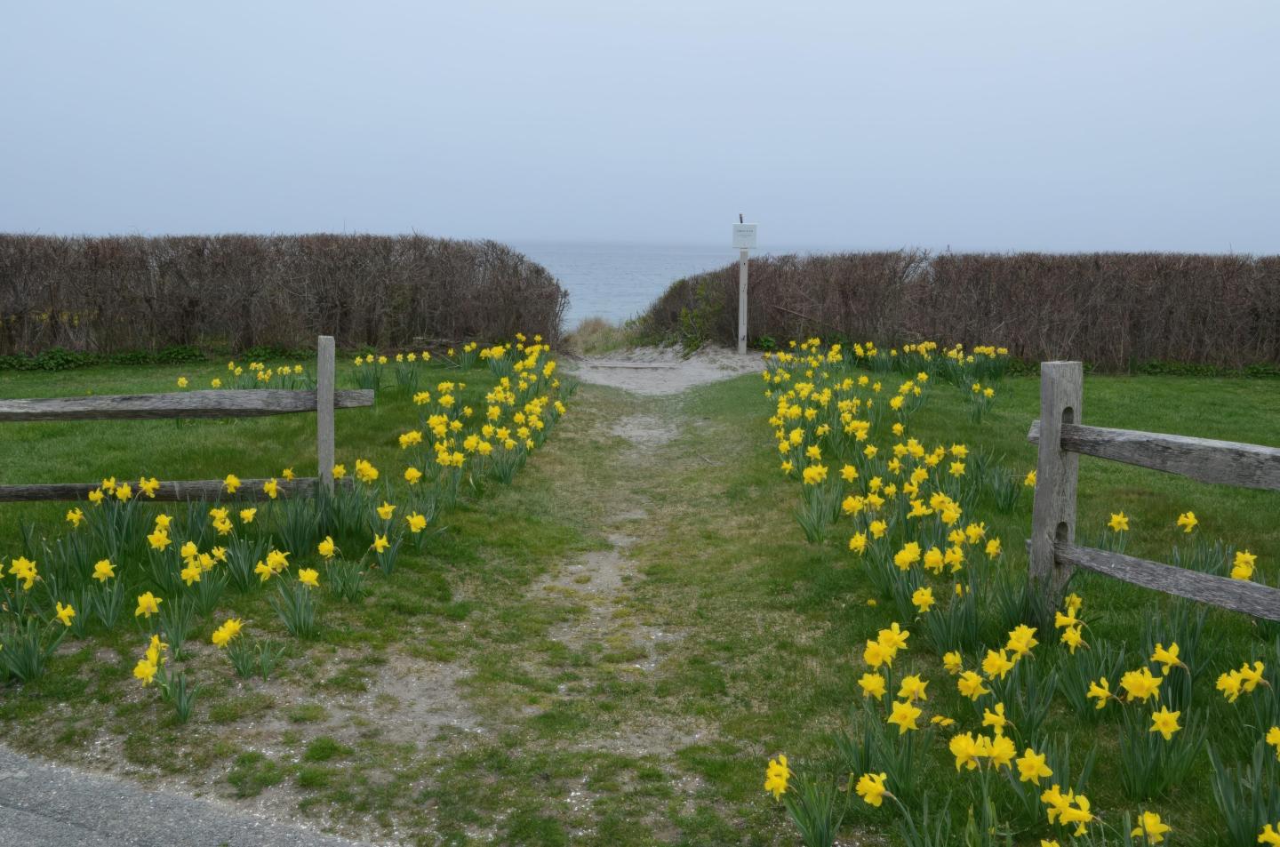 Pathway lined with yellow daffodils leading to the sea, flanked by fences.
