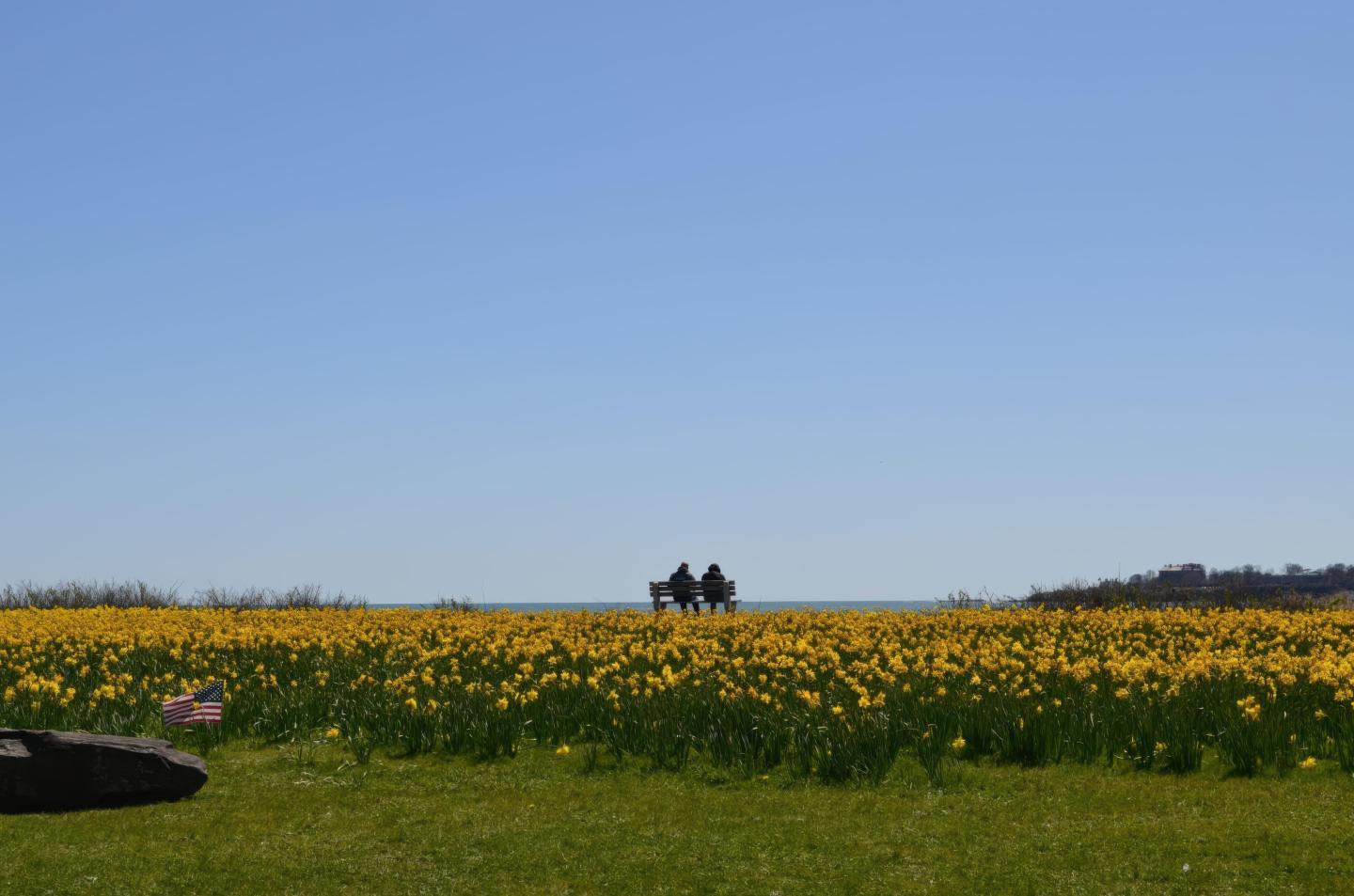 Field of yellow flowers under a clear blue sky with distant figures.