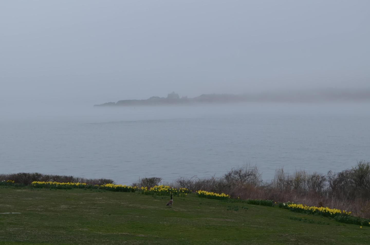 Foggy landscape with distant island and calm water, daffodils in foreground.