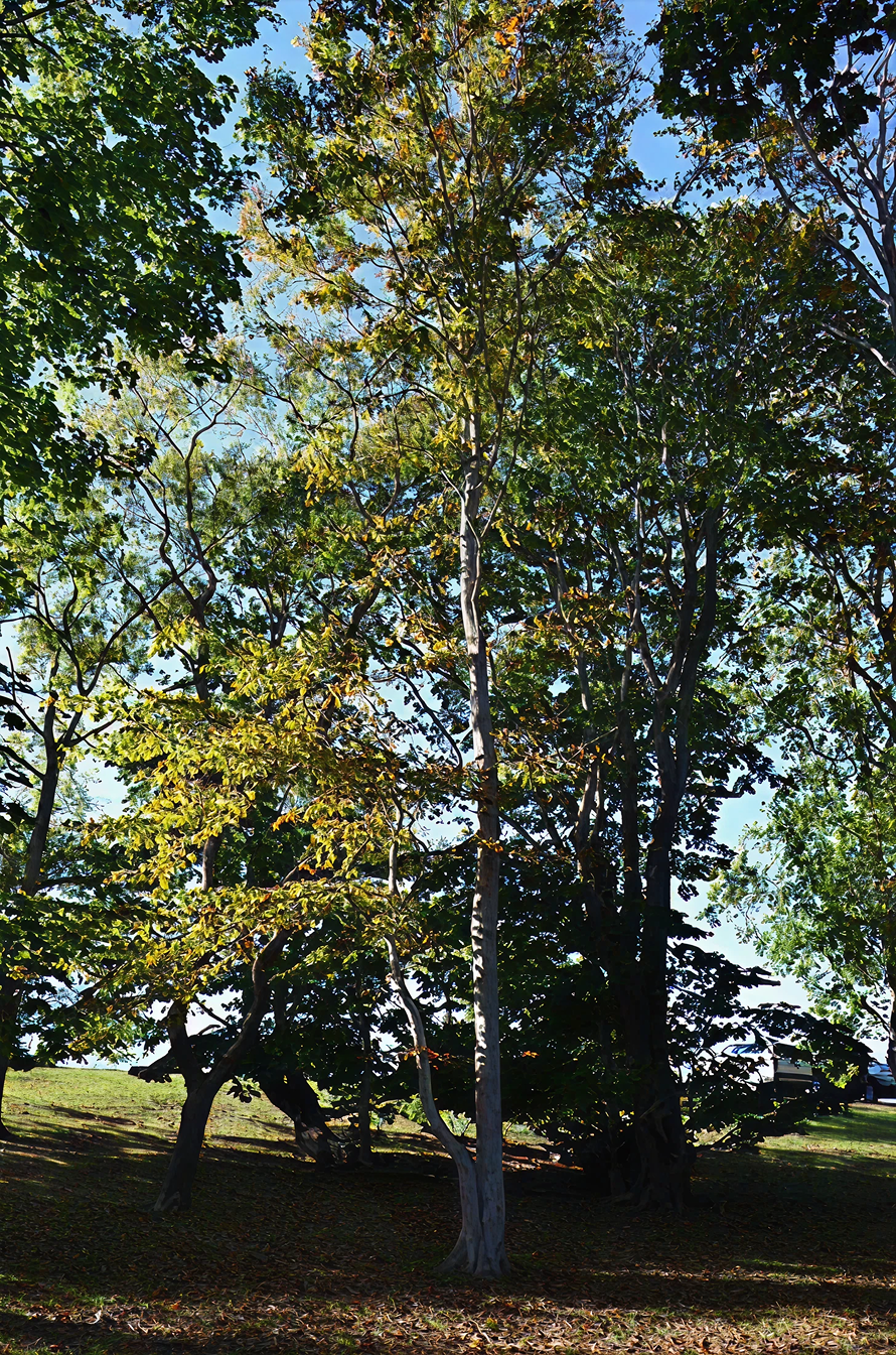 Tall tree with yellowing leaves under a clear blue sky.