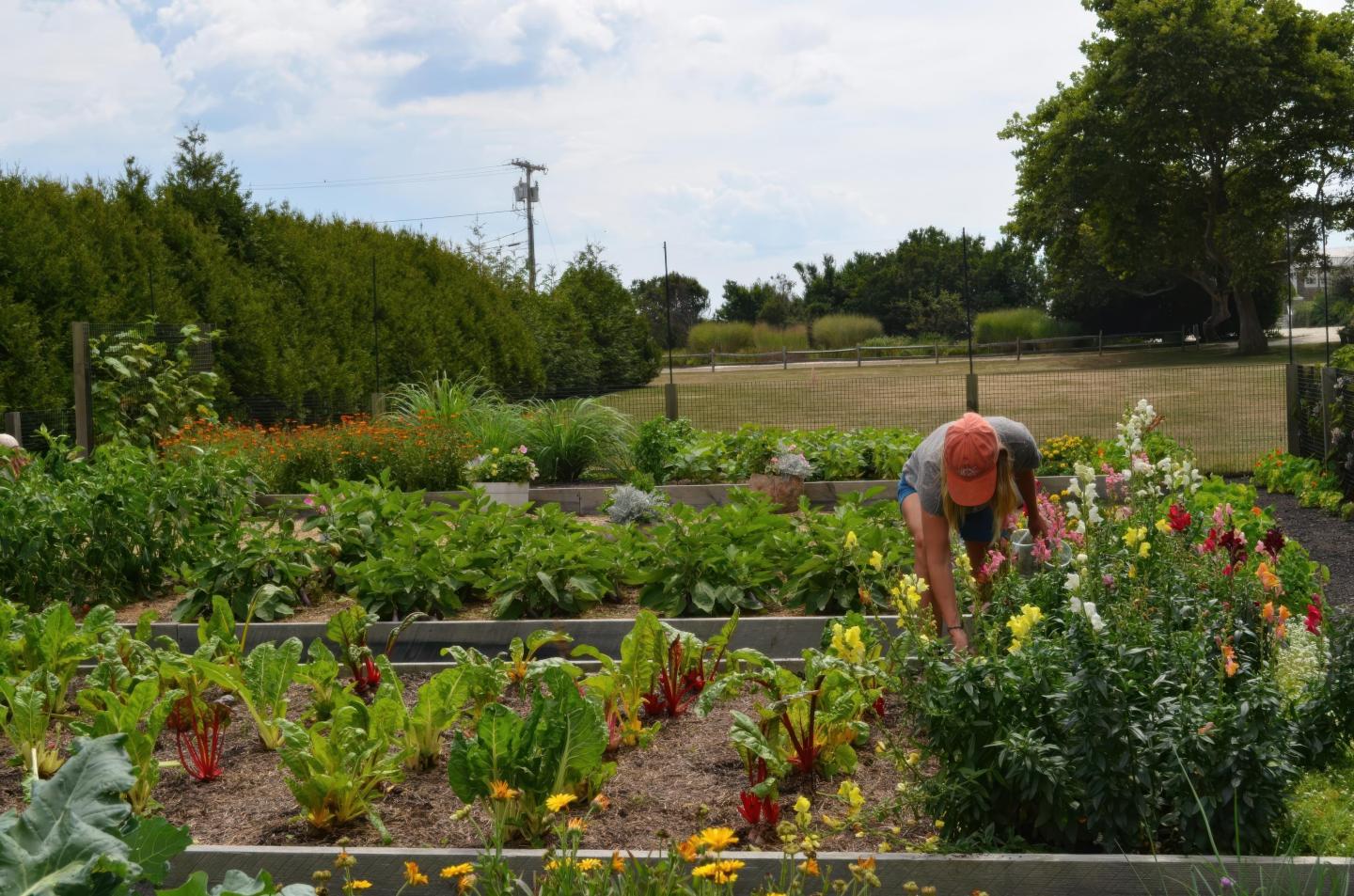 A person tending to plants in a lush garden on a sunny day.
