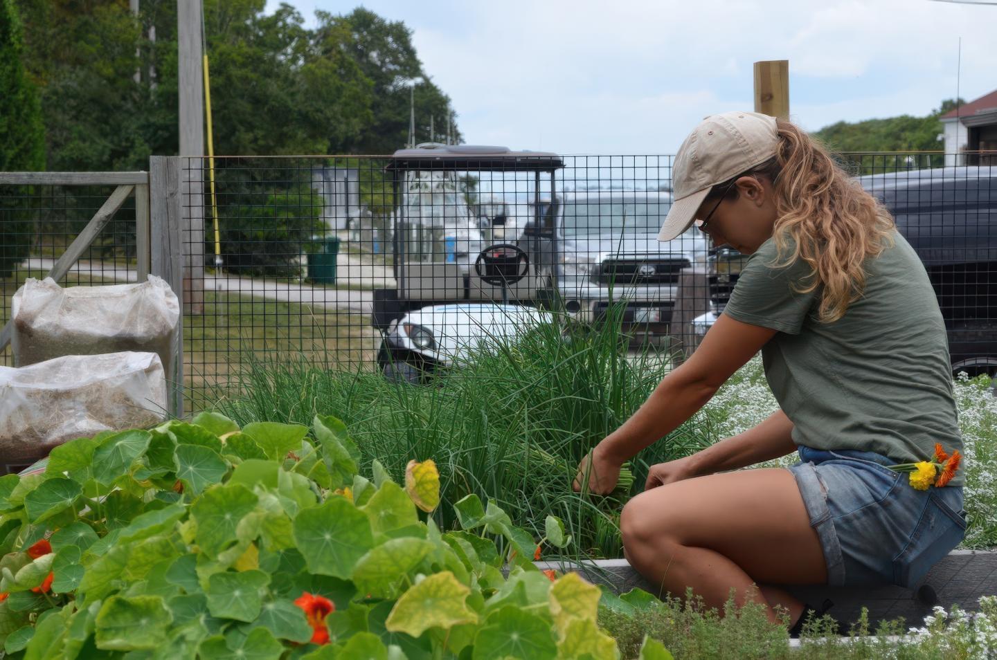 Gardener tending to plants in a garden, wearing a cap and casual attire.