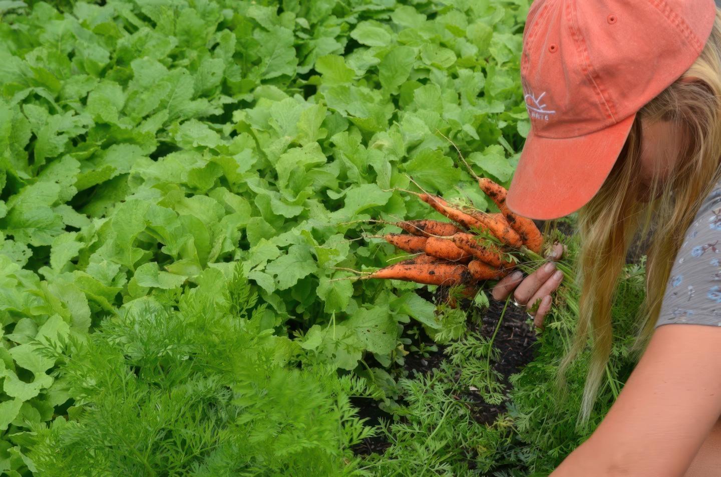A person wearing a pink cap harvests fresh carrots in a lush green garden.