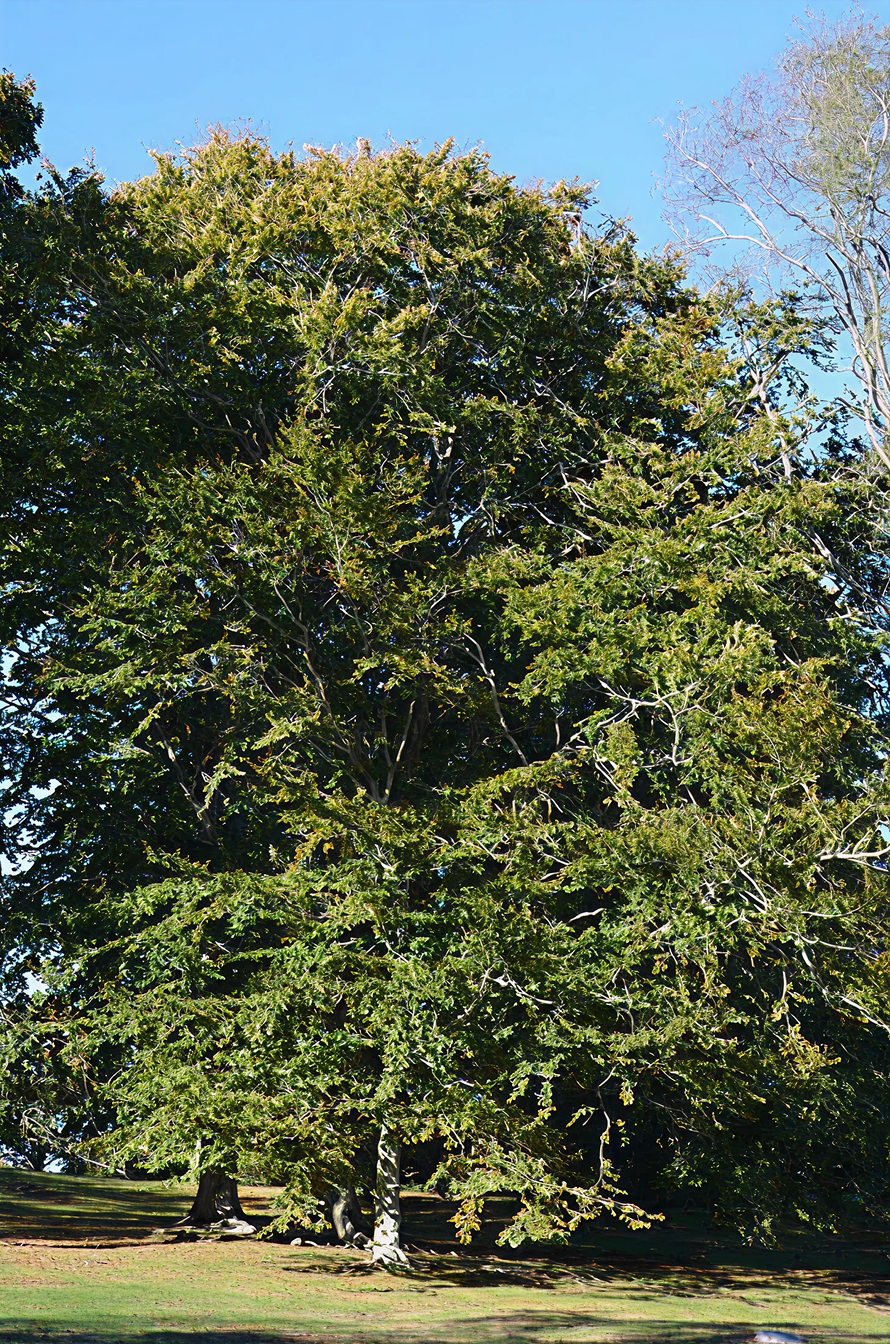 Tall tree with lush green leaves against a blue sky.