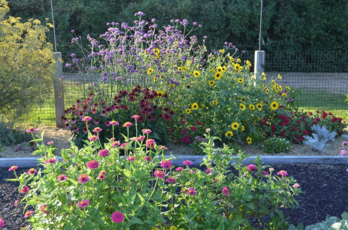 A colorful garden with pink, purple, and yellow flowers, under blue sky.