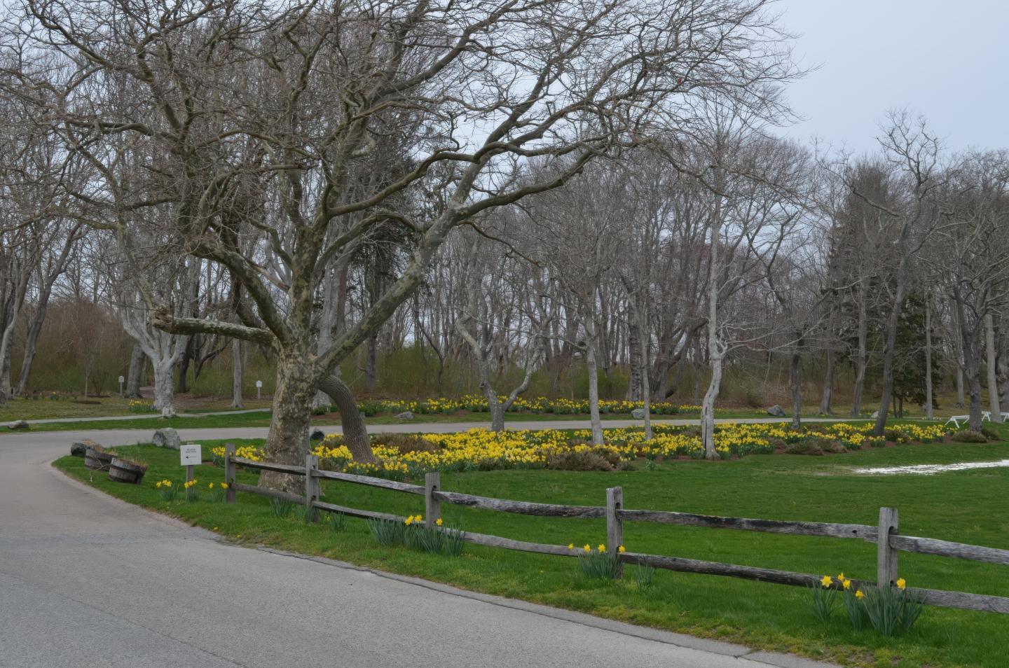 Pathway beside a grassy area with bare trees and yellow flowers.