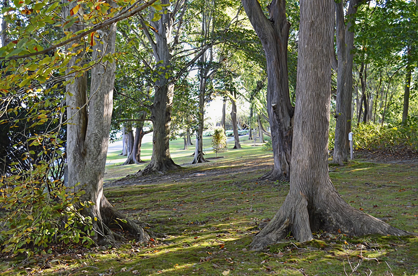 Sunlit forest path with tall trees and dappled light.