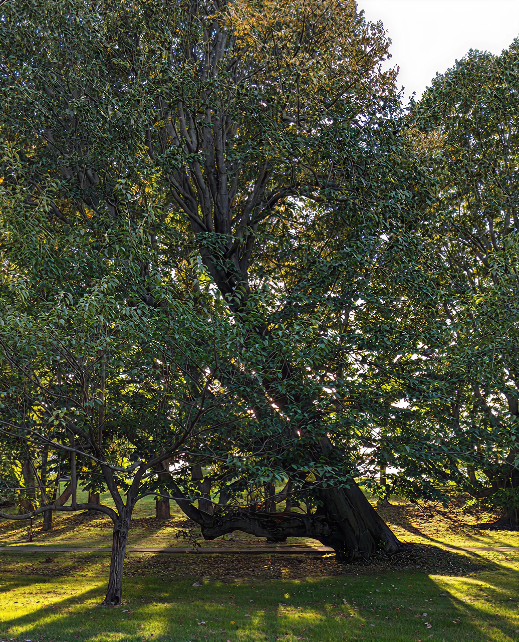 Large tree with sprawling branches and dappled sunlight filtering through leaves.