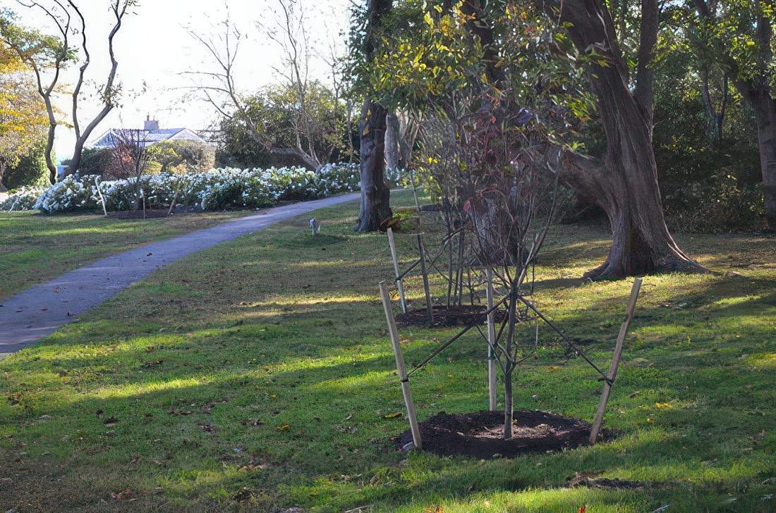 Pathway through a park with young trees and a house in the background.
