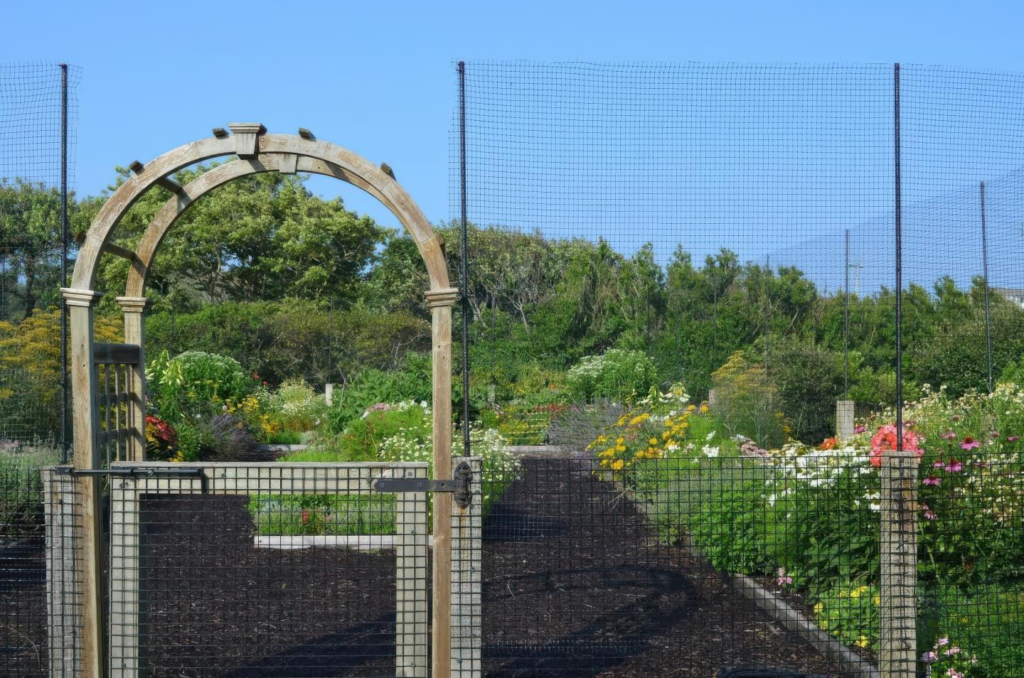 Wooden garden archway with netting, surrounded by lush greenery and flowers.