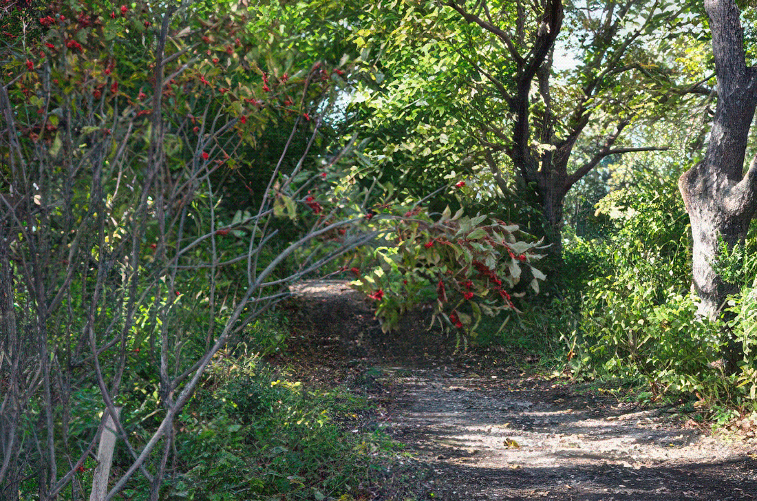 Forest path with dappled sunlight, surrounded by lush green trees.