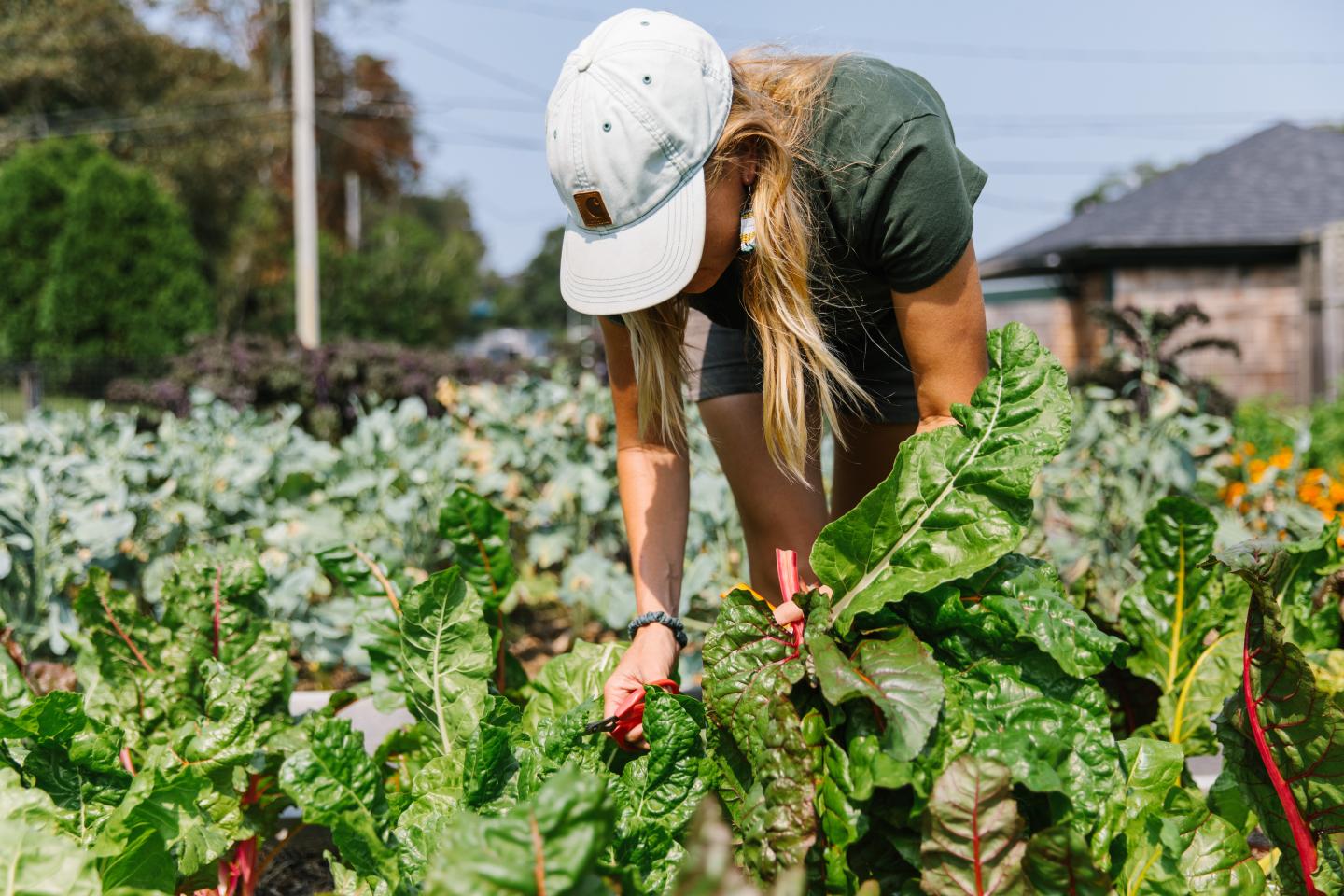 Person harvesting leafy greens in a garden, wearing a white cap.
