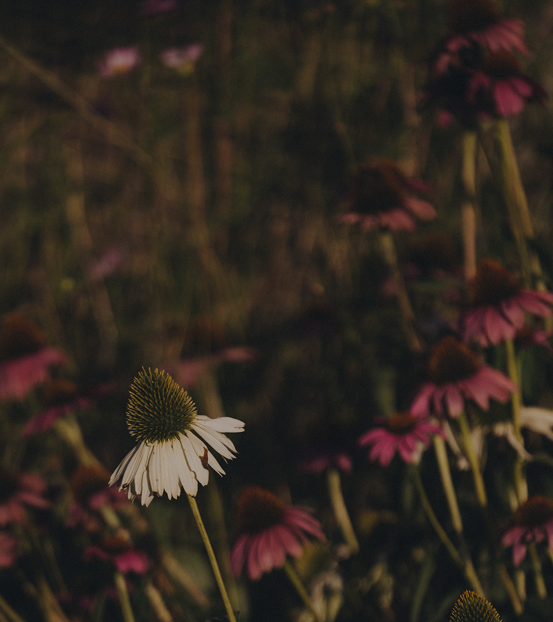 White coneflower among blurred pink coneflowers in a dimly lit field.