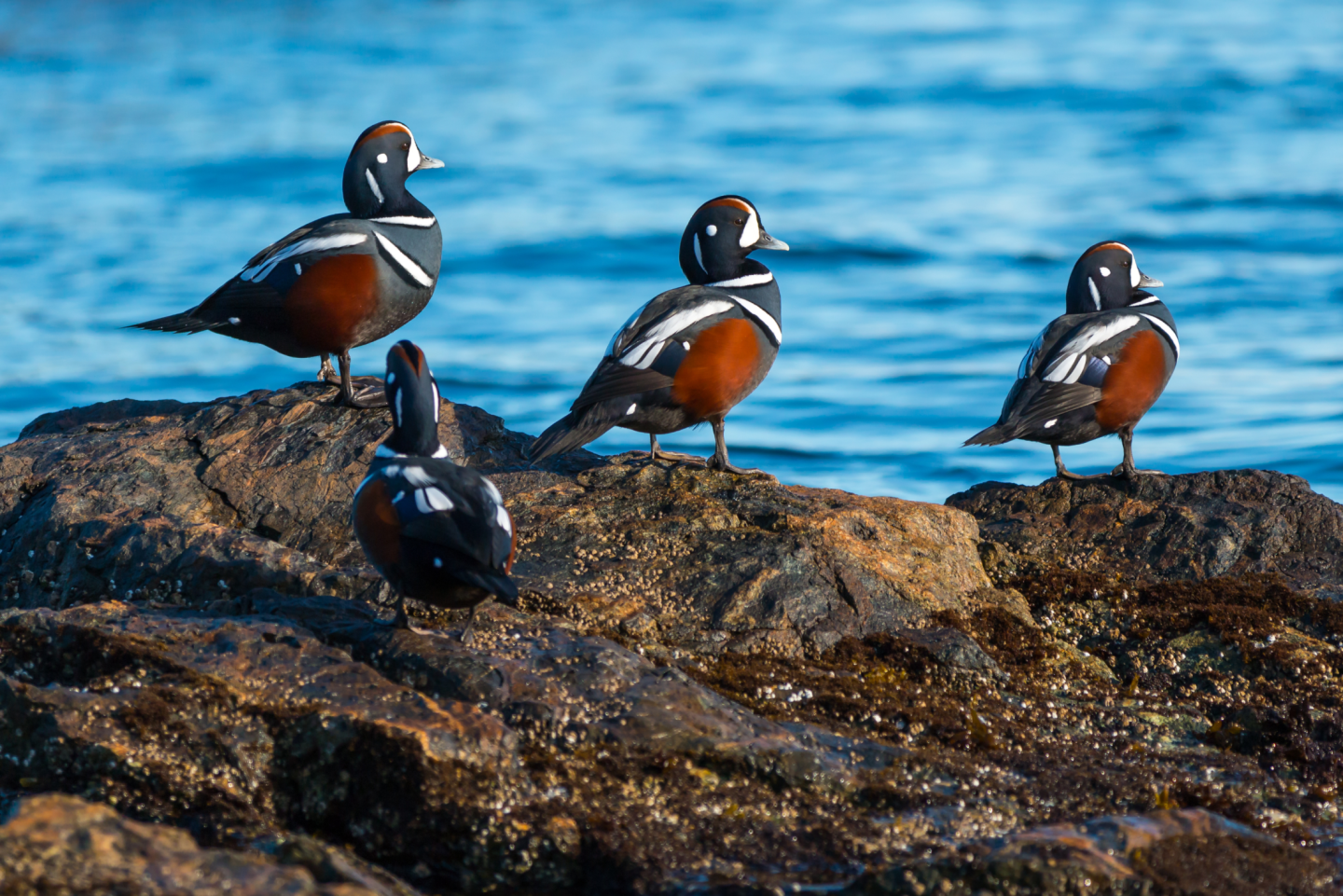 Four harlequin ducks on rocky shore by blue water.