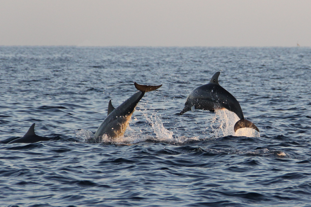 Dolphins leaping out of the ocean at sunset.