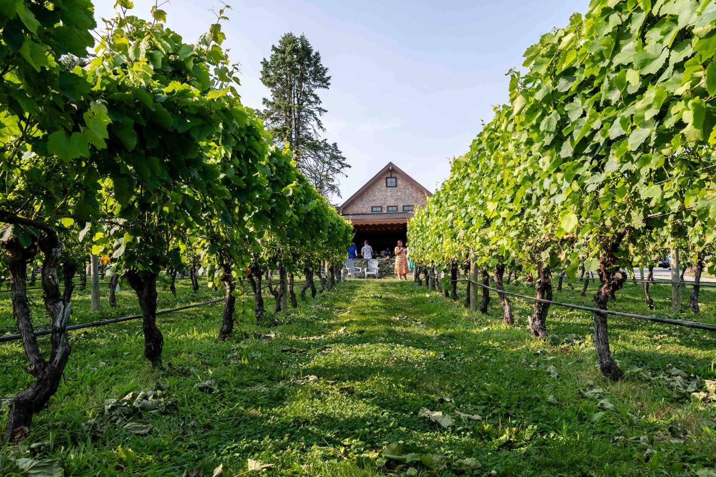 Vineyard with lush green grapevines leading to a barn under a clear sky.