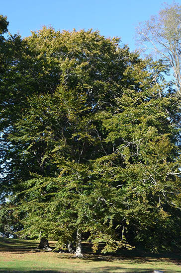 Beech Trees on the Castle Hill grounds