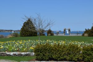 Daffodils on the Lawn with Ocean in background
