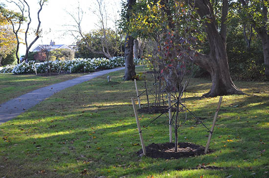 Dogwood Tree braced for winter