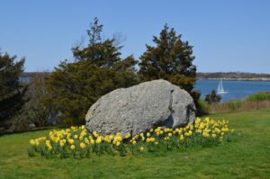 Boulder on the Castle Hill Lawn surrounded by Daffodils