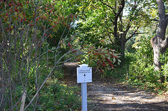 A Winterberry Tree on the Castle Hill grounds