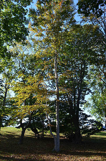 Young Beech Tree at Castle Hill