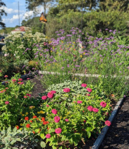 A monarch butterfly flying over garden bed