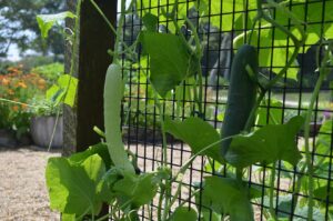 Cucumbers growing up the fence in the Castle Hill Garden