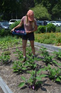Picking fresh eggplant growing in the Castle Hill Garden