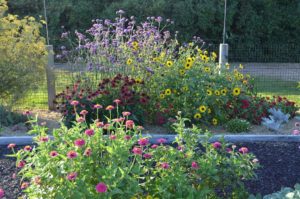 Flowers in bloom in garden