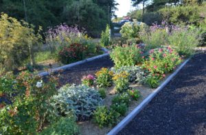 Healing herbs grown in garden section