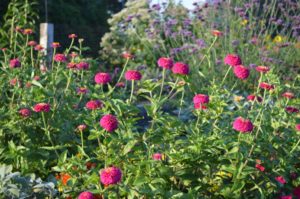 Reddish zinnia flowers in bloom